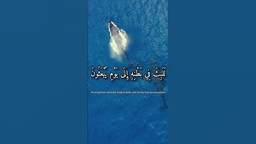 سورة الصافات (139_147)     #عمير_شميم           " لا إله إلا أنت سبحانك إني كنت من الظالمين "