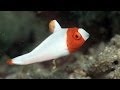Mucky Secrets - Part 11 - Juvenile Fishes - Lembeh Strait