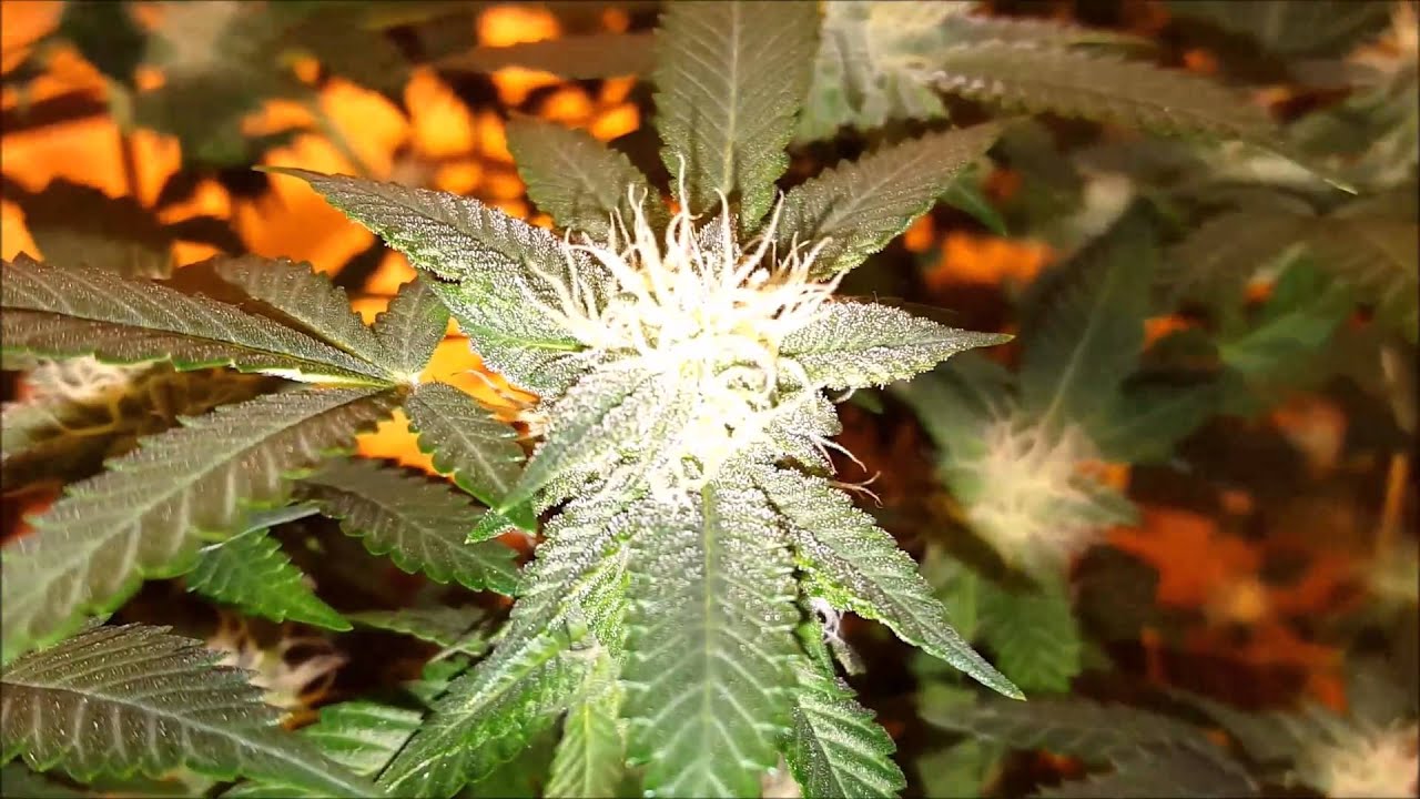 1 on 1 Time with God's Gift