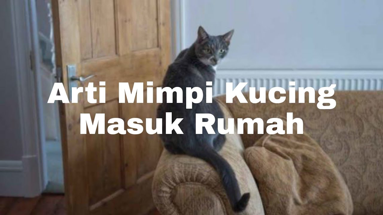 13+ Arti Mimpi Kucing Liar Masuk Rumah