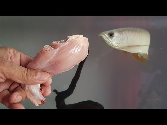 Arowana fish food feeding - chicken leg piece (food for full Protein)