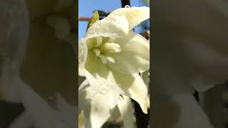 yucca flowers blooming #yucca #flowers #garden #nature #plants #fyp #beautiful #bloom #blossom