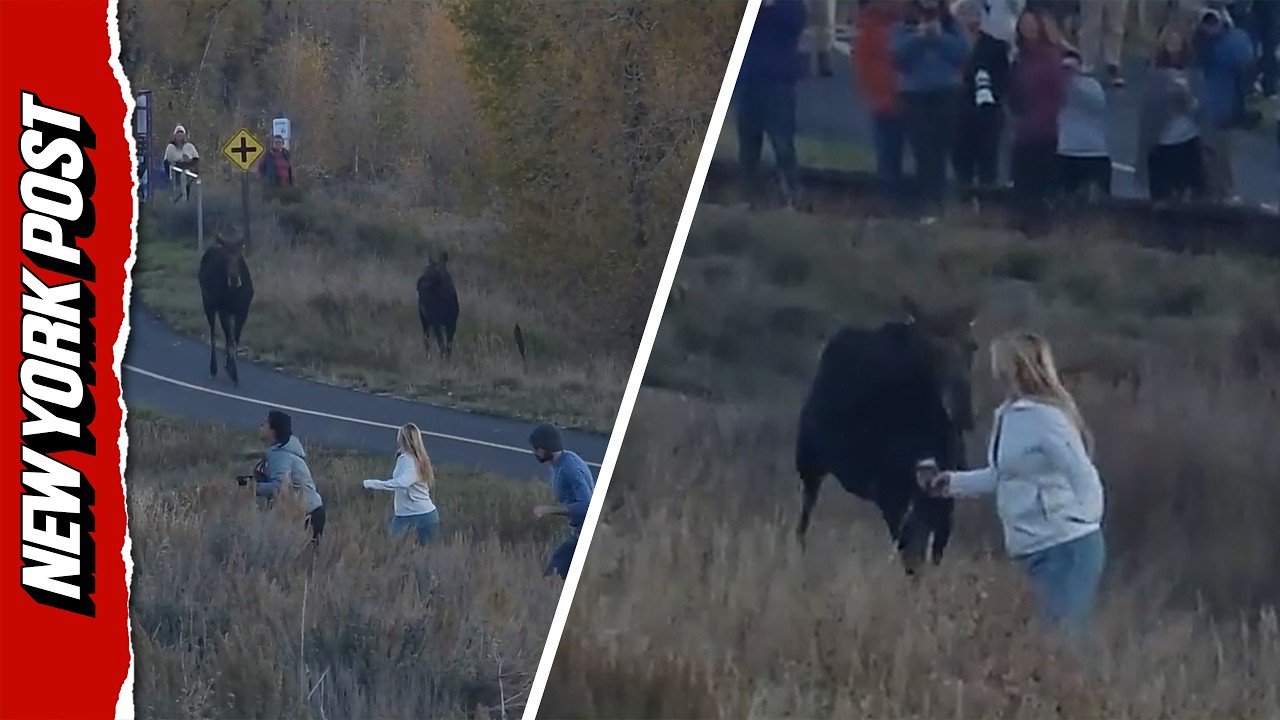 Wild Panic Erupts at National Park as Moose Unexpectedly Charges at Unaware Woman