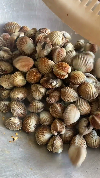 Kerang Masak Kicap Pedas👌 #kerang #seafood #masakanrumahan