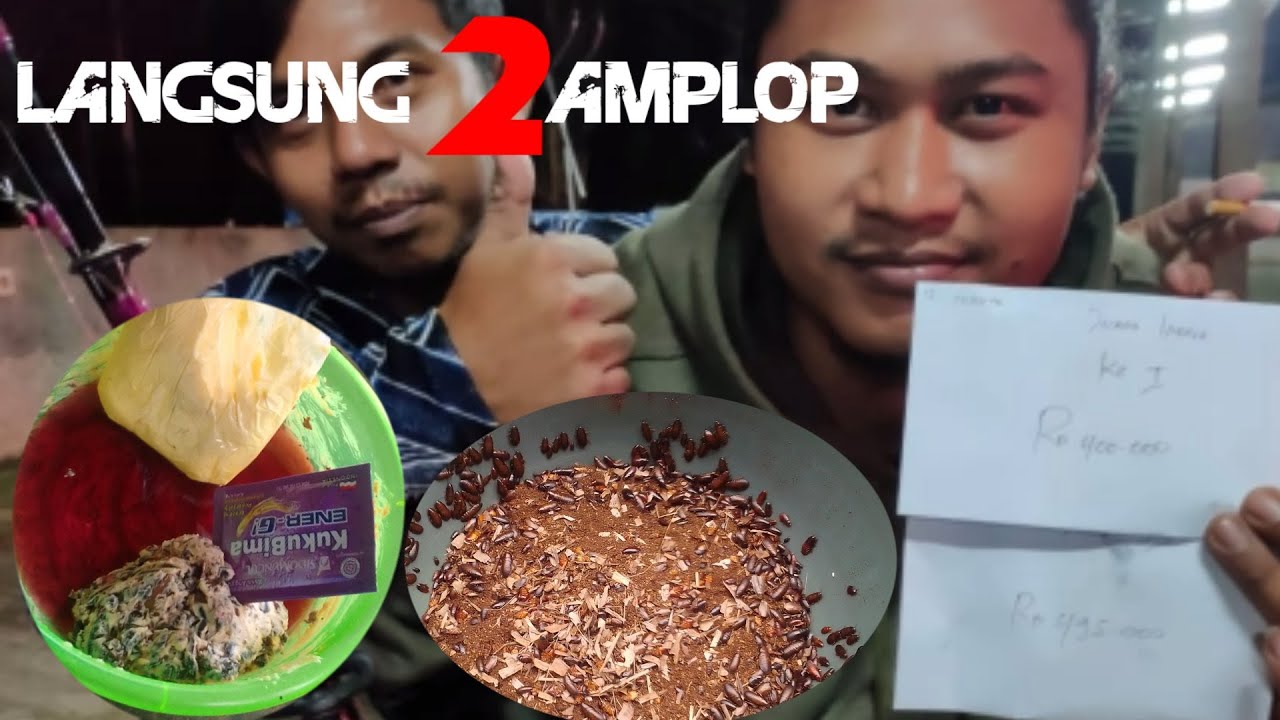 NETTER ABIS... UMPAN KECOA BATU.. JUARA GALATAMA LELE