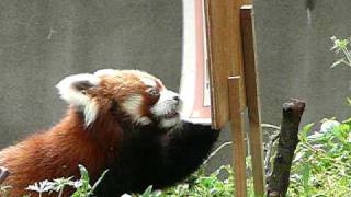 20080503 P1240568　東武動物公園　ココロ2