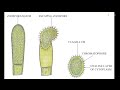 Vaucheria Algae Explained: Classification, Structure & Life Cycle | Graduation Botany Made Easy