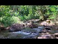 River Sounds for Stress Relief & Focus 💧 Peaceful Forest Stream Flowing Over Rocks