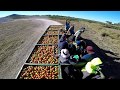 Panen Tomat / Picking Tomato in Australia 
[Work and Holiday Visa]