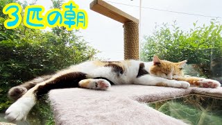 ３匹のとある朝の情景！