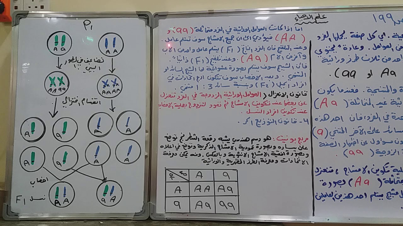 السادس العلمي محاضرة ٩ ( فرضيات مندل وقانون الانعزال ، مربع بونيت)