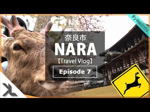 NARA, JAPAN | Travel Vlog | Ep 7 - Nara Park, Himuro Shrine, Gate of Todaiji, Todaiji Temple
