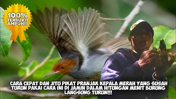 🔴CARA CEPAT PIKAT PRANJAK KEPALA MERAH YANG SUSAH TURUN PAKAI CARA INI DI JAMIN DALAM HTGN MENIT!!!