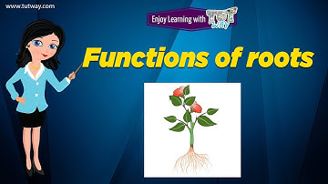 Functions of Roots
