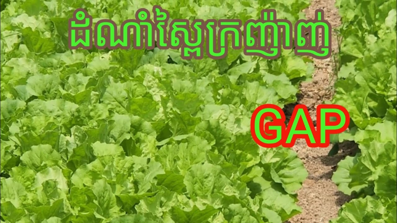 ដំណាំស្ពៃក្រញ៉ាញ់ទទួលស្គាល់ដោយGAP