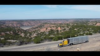 Miles and Miles of Texas - Hauling Heifers - Dimebox TX to Hartley TX #cattle #texas #trucking