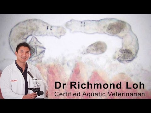 How to diagnose and treat a gill fluke infection in a goldfish pond with fish Vet Dr Loh