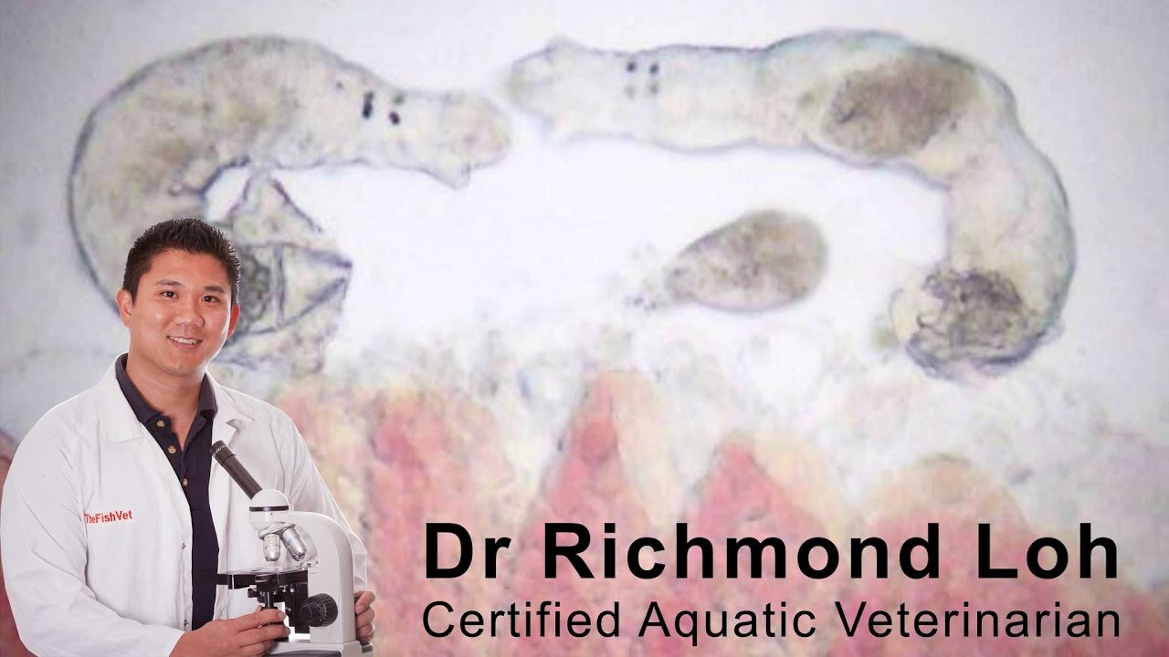 How to diagnose and treat a gill fluke infection in a goldfish pond