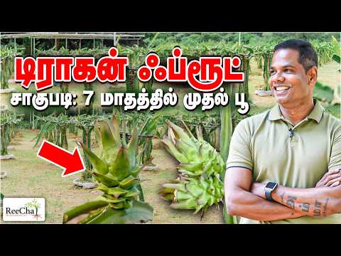 Dragon Fruit Flowering Stage at ReeCha Sri Lanka | BK in ReeCha
