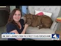 Sweet dog goes from starvation to loving home thanks to ‘foster fail'