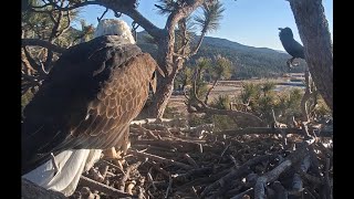 Jackie Wing Slaps A Raven! 12-15-2020 Big Bear Eagles