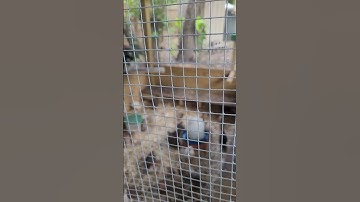 quail aviary
