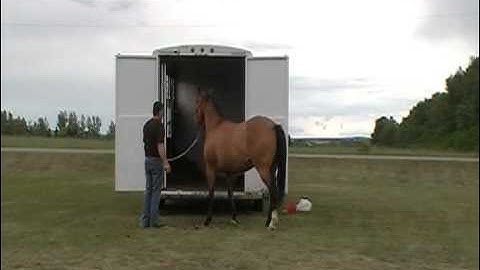 How to video on Trailer Loading difficult horses.