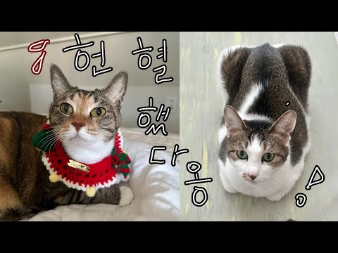 Blood Donation Day for Cats (Precautions, Time Required, Benefits...!)