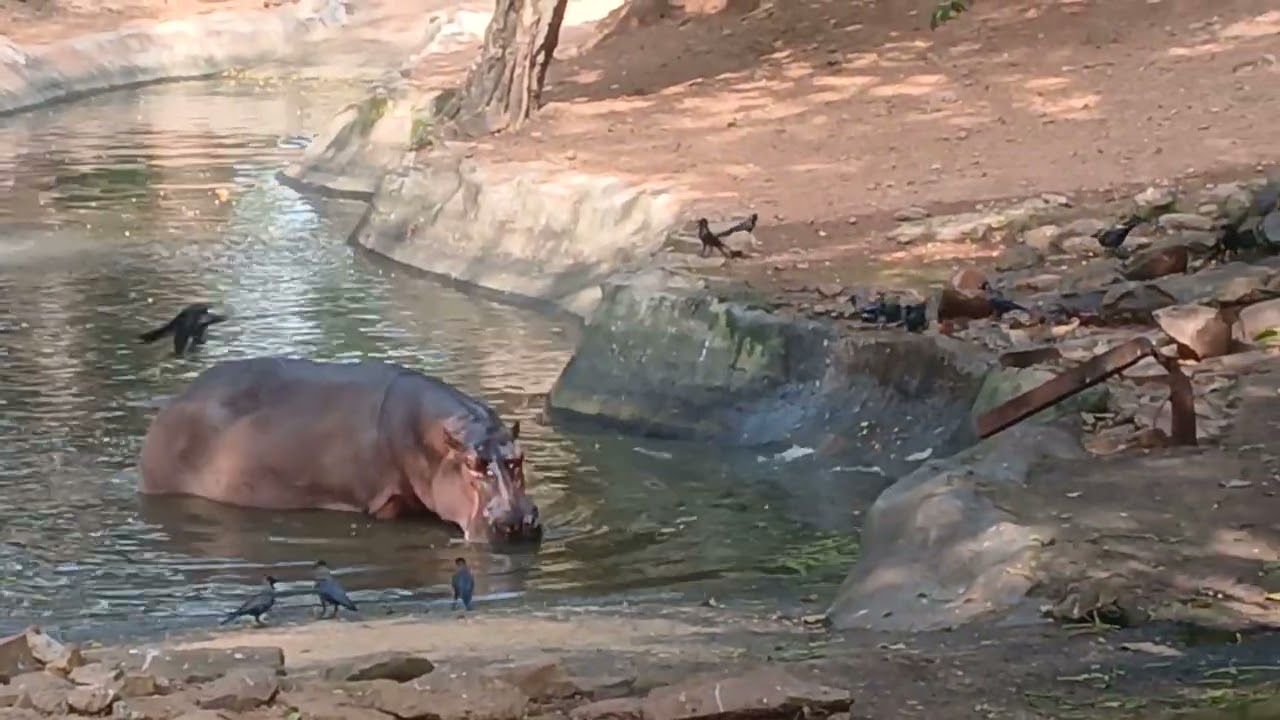 Hippopotamus || Thiruvanathapuram || Kerala