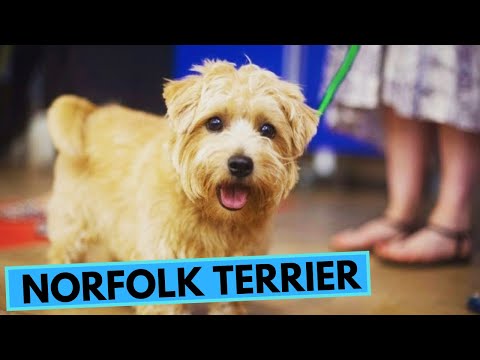 Vidéo: Traits et caractéristiques du Norfolk Terrier