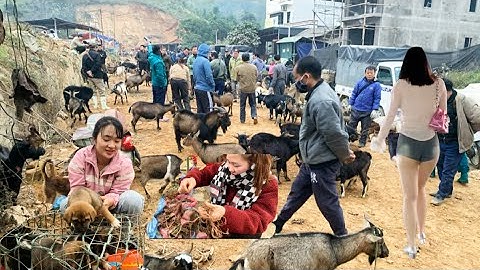 Phiên Chợ Vùng Cao Cốc Ly, Bán Toàn Dê Núi Và Lợn Đen - Lợn Mán- Và gái Xinh 14 tuổi,