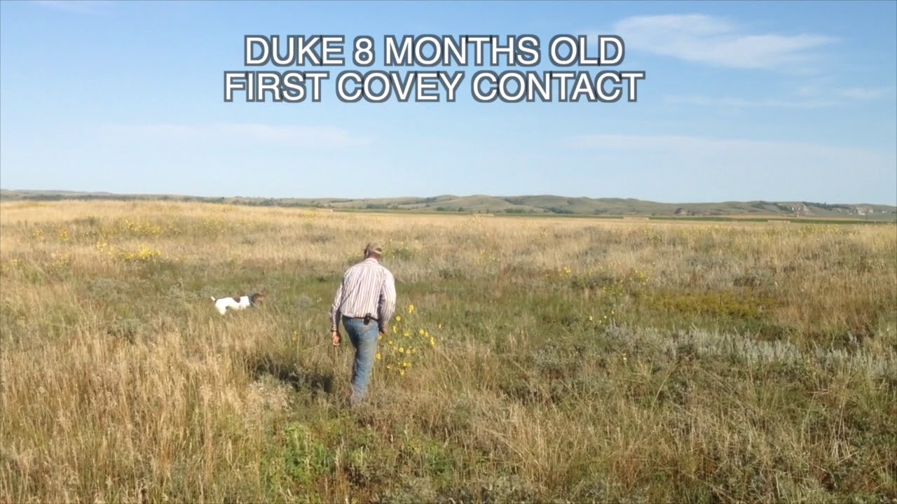 #2 Puppies and first Wild Birds