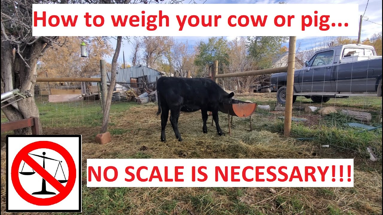 Determine Livestock Weight. No Scale Required!! How To Weigh A Cow Or Hog With A Measuring Tape!...