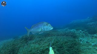 Pescasub Dentice Enorme Cernia Pesca Subacquea Sottocosta