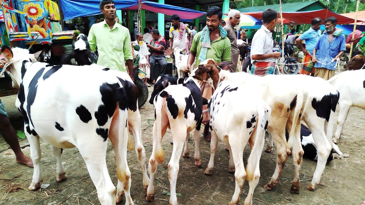পহেলা মার্চ রবিবার সিরাজগঞ্জ তালগাছি পশুর হাটে ছোট ছোট বকনার বাজার দেখুন। 