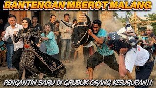 MENGERIKAN!! ROMBONGAN BANTENG KESURUPAN DI ACARA PERNIKAHAN DI WAGIR MALANG!!