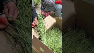 Tahapan Membagi Daun Tanaman Menggunakan Gunting Dilakukan Secara Perlahanyoutubeshorts