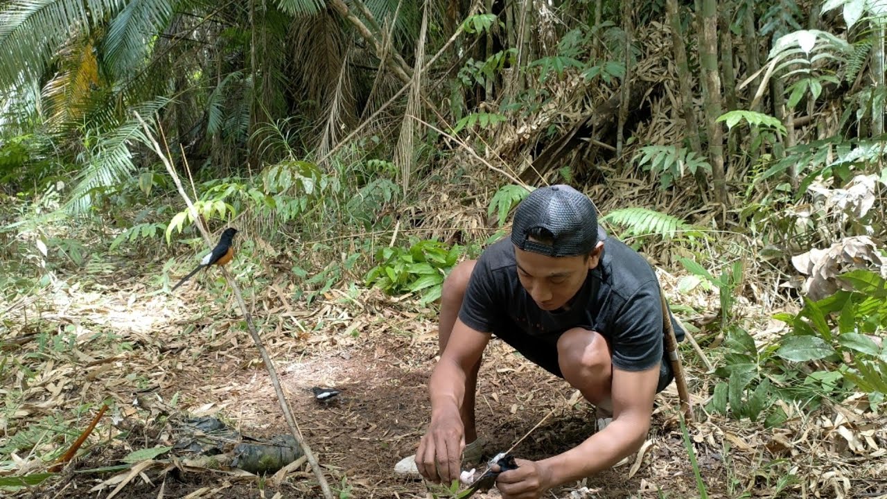 LANGSUNG TURUN MURAI BATU HUTAN NYA || CUMA PAKAI KACER TROTOL
