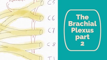 The Brachial Plexus part 2
