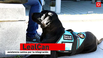 ¿Se puede tener un perro de servicio para bipolares?