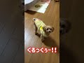 はなちゃん「くるっくぅー!」まさかのトリプルアクセル #shorts #マルプー