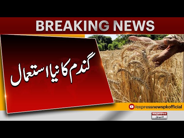 Gandum Ki Paidawar Ka ghalat Takhmina Kesay Laga | Wheat Procurement  | Pakistan News | Latest News class=