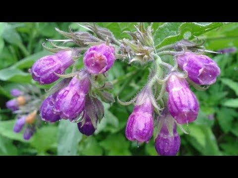 Video: Viper's Bugloss Flower - Gdje i kako uzgajati Viper's Bugloss Plant