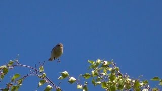 Пеночка-теньковка поет в весеннем лесу [Phylloscopus collybita]