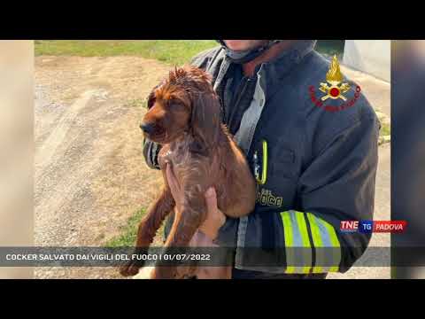 COCKER SALVATO DAI VIGILI DEL FUOCO | 01/07/2022