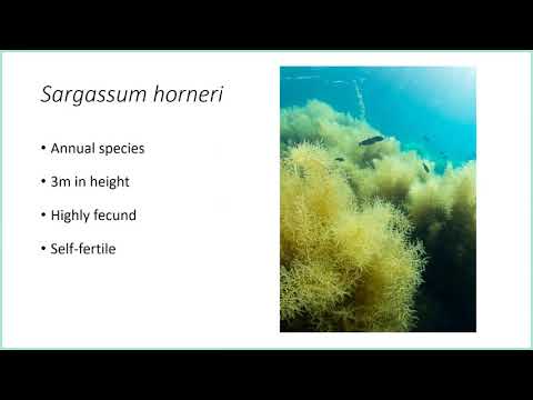 Video: Etanolekstrakt Separerat Från Sargassum Horneri (Turner) Minskar LPS-inducerad Inflammation I RAW 264.7 Makrofager