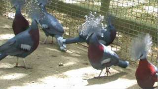 Some birds of Papua New Guinea