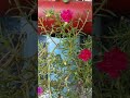 moss rose plant in plastic hold