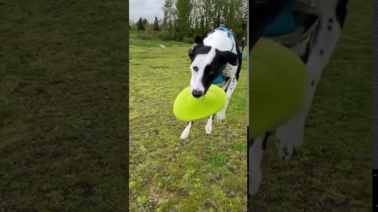 Make Way For The Flying Dog YouTube