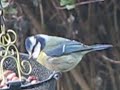 Blue Tit dropping nuts ! Birds and Wildlife UK videos by Simon ~ simbird.com :-)